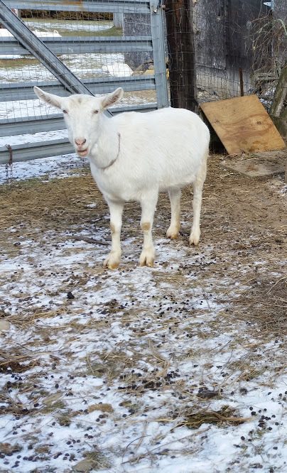 Nanny 5 year old Saanen