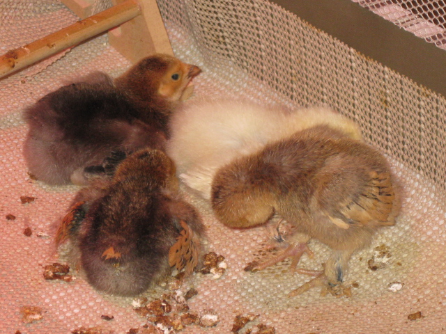 Nap time always comes after dinner time