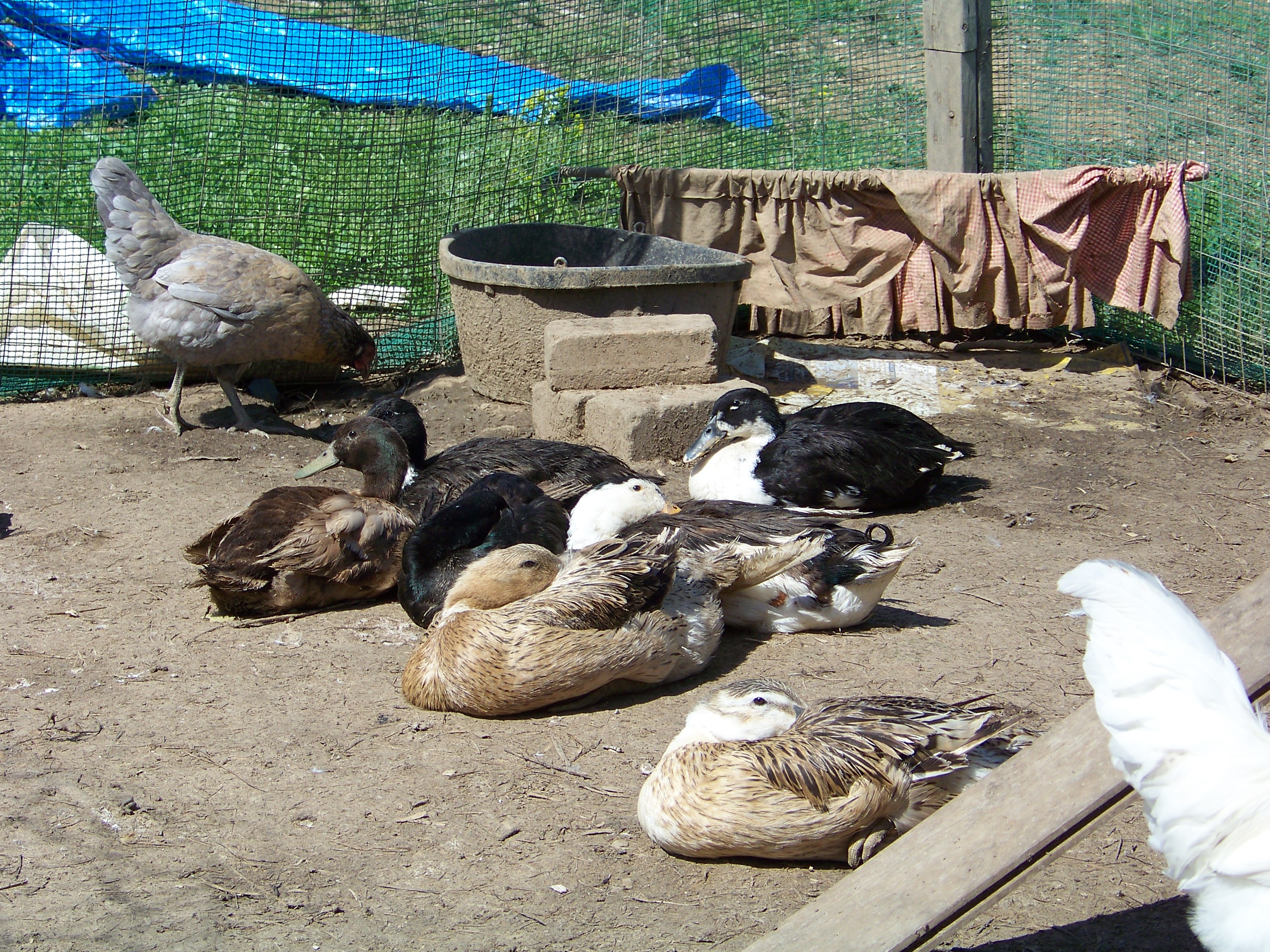 Nap time, cont.
Rebecca (Silver Appleyard hen, in front), Daffy (Appleyard? mutt hen, behind), Charlie (black Magpie drake, behind), Pants (black Swedish mix hen, back right), Goliath (black mutt drake, that black blob behind Daffy), Puddle (tiny Khaki Campbell mutt drake, far left), and Swedey (tiny black Swedish mix hen, back middle). This is only half of the duck flock. Rupie (EE pullet) behind.