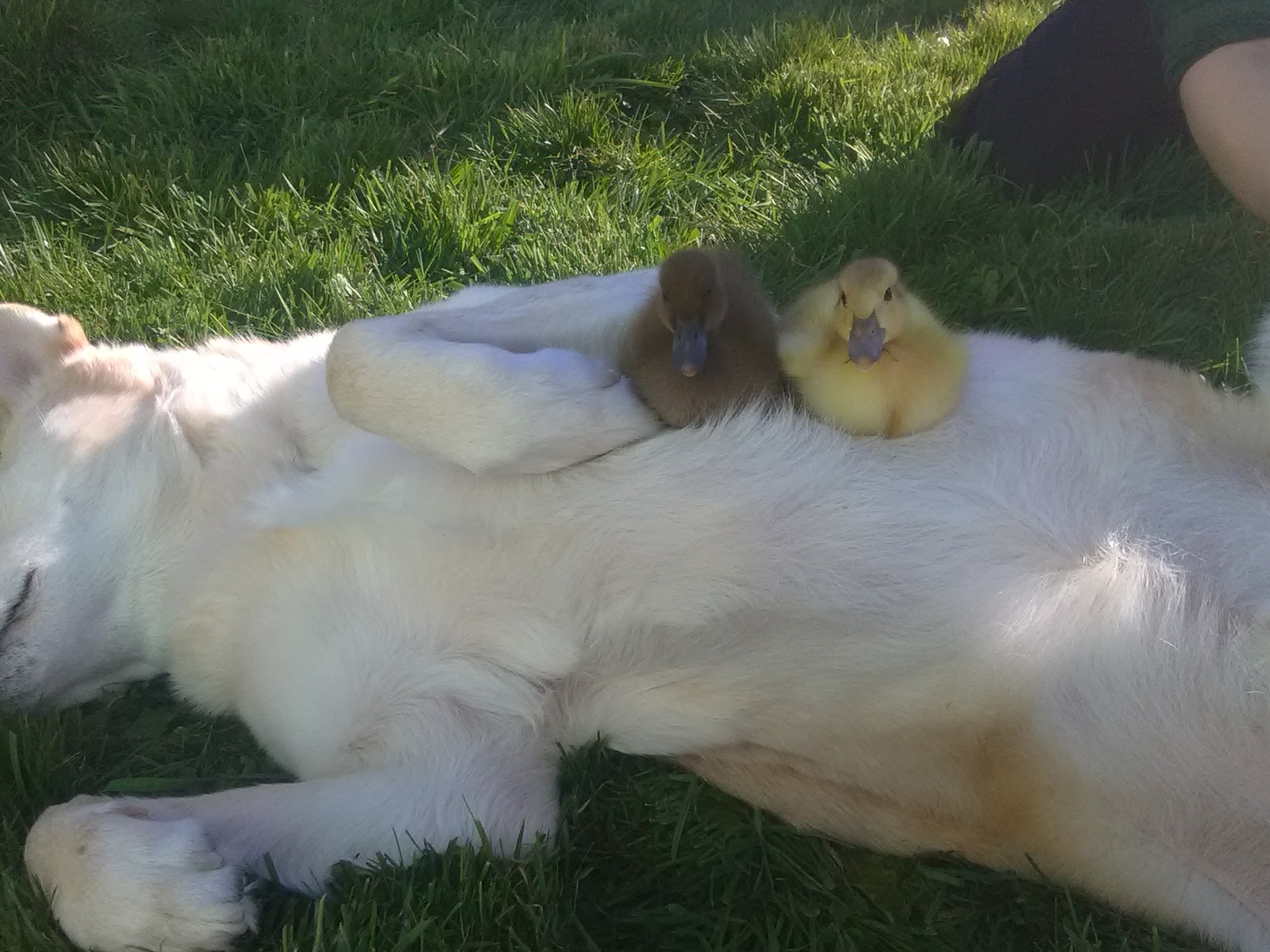 Nap time for everyone