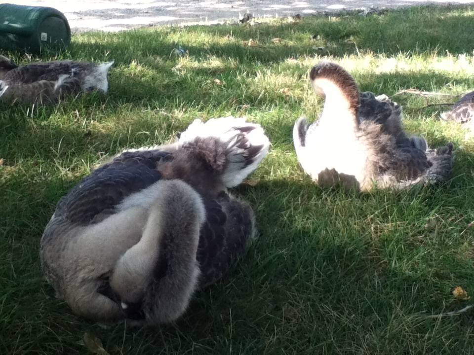 Nap time for the geese