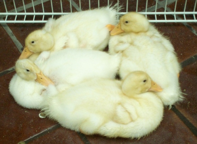 Nap time in a group.