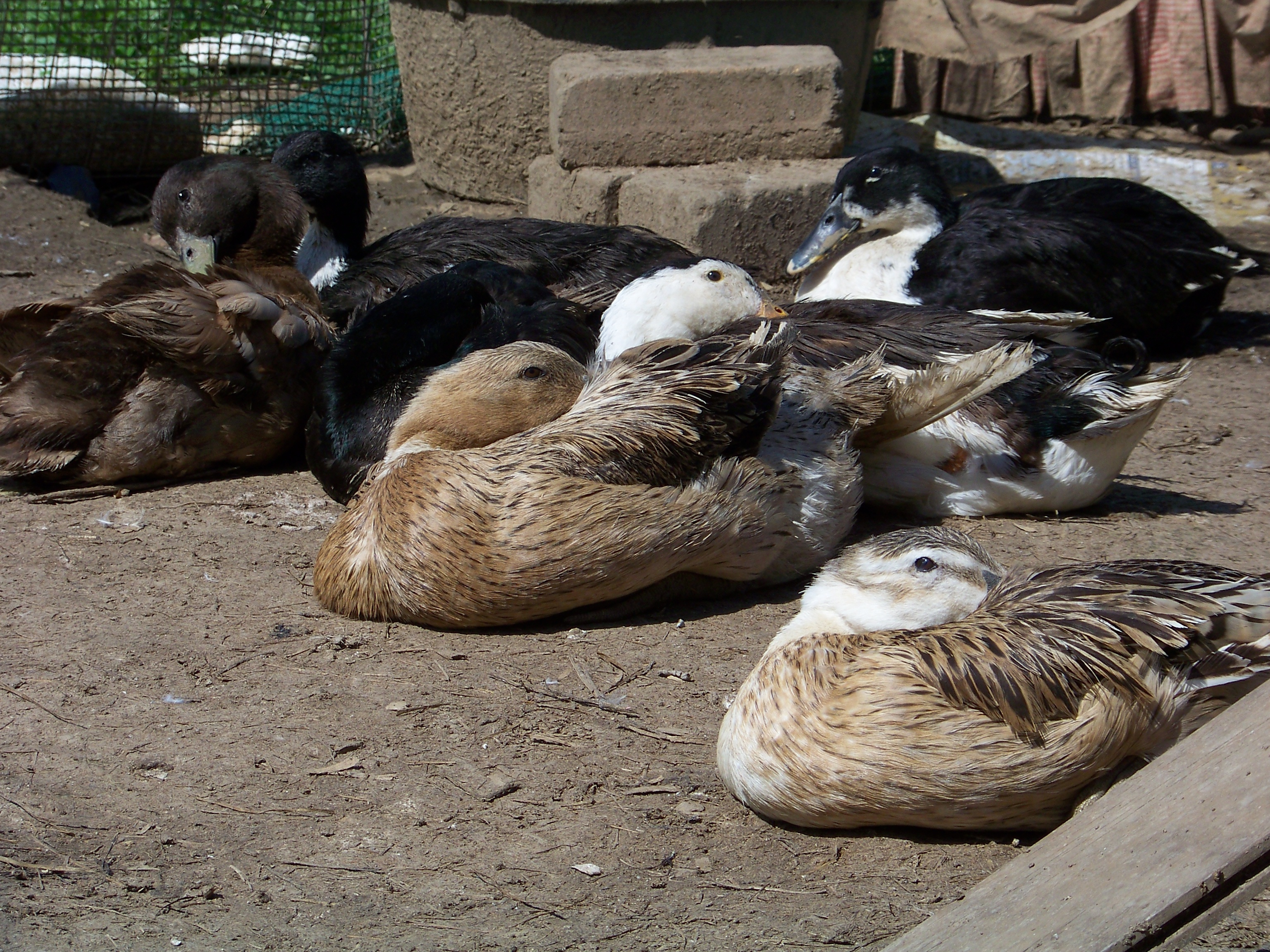 Nap time!
Rebecca (Silver Appleyard hen, in front), Daffy (Appleyard? mutt hen, behind), Charlie (black Magpie drake, behind), Pants (black Swedish mix hen, back right), Goliath (black mutt drake, that black blob behind Daffy), Puddle (tiny Khaki Campbell mutt drake, far left, preening), and Swedey (tiny black Swedish mix hen, back middle). This is only half of the duck flock.