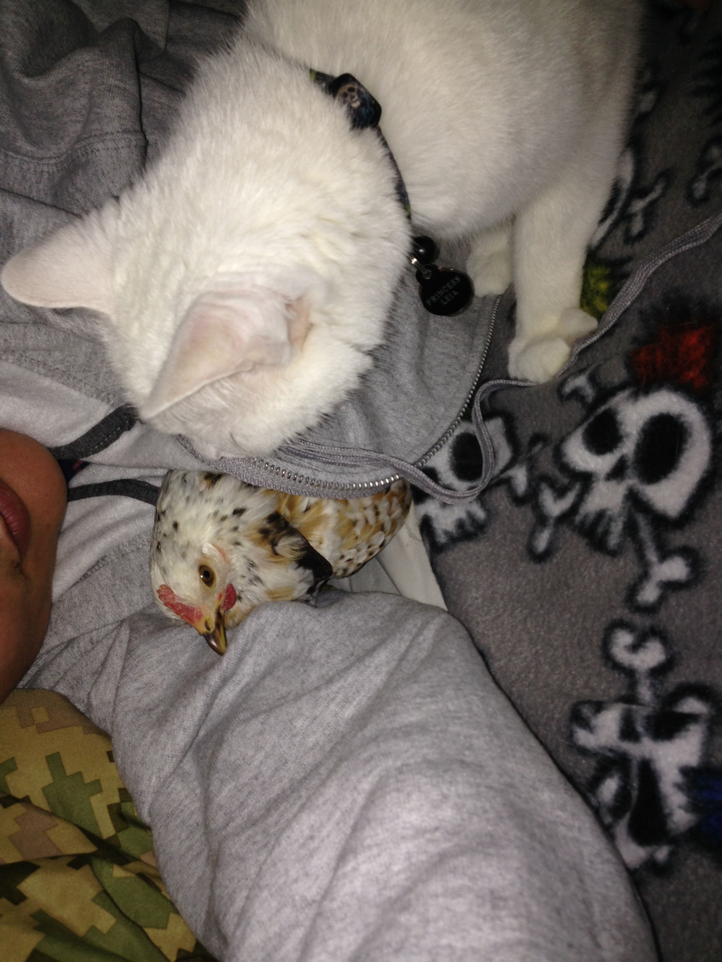 Nap time with Leia