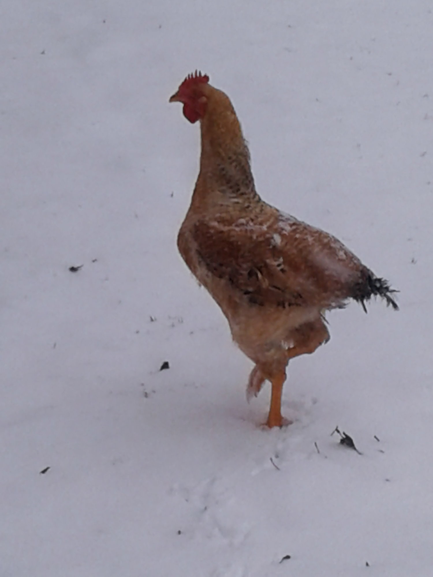 Napoleon in the snow