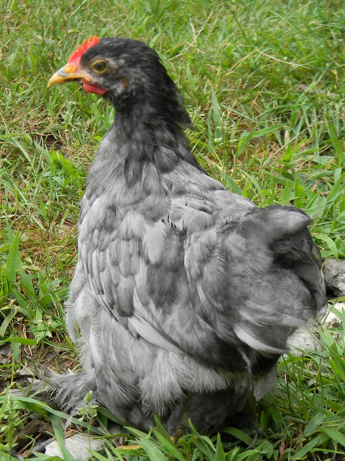 Napoleon- July 1, 2012