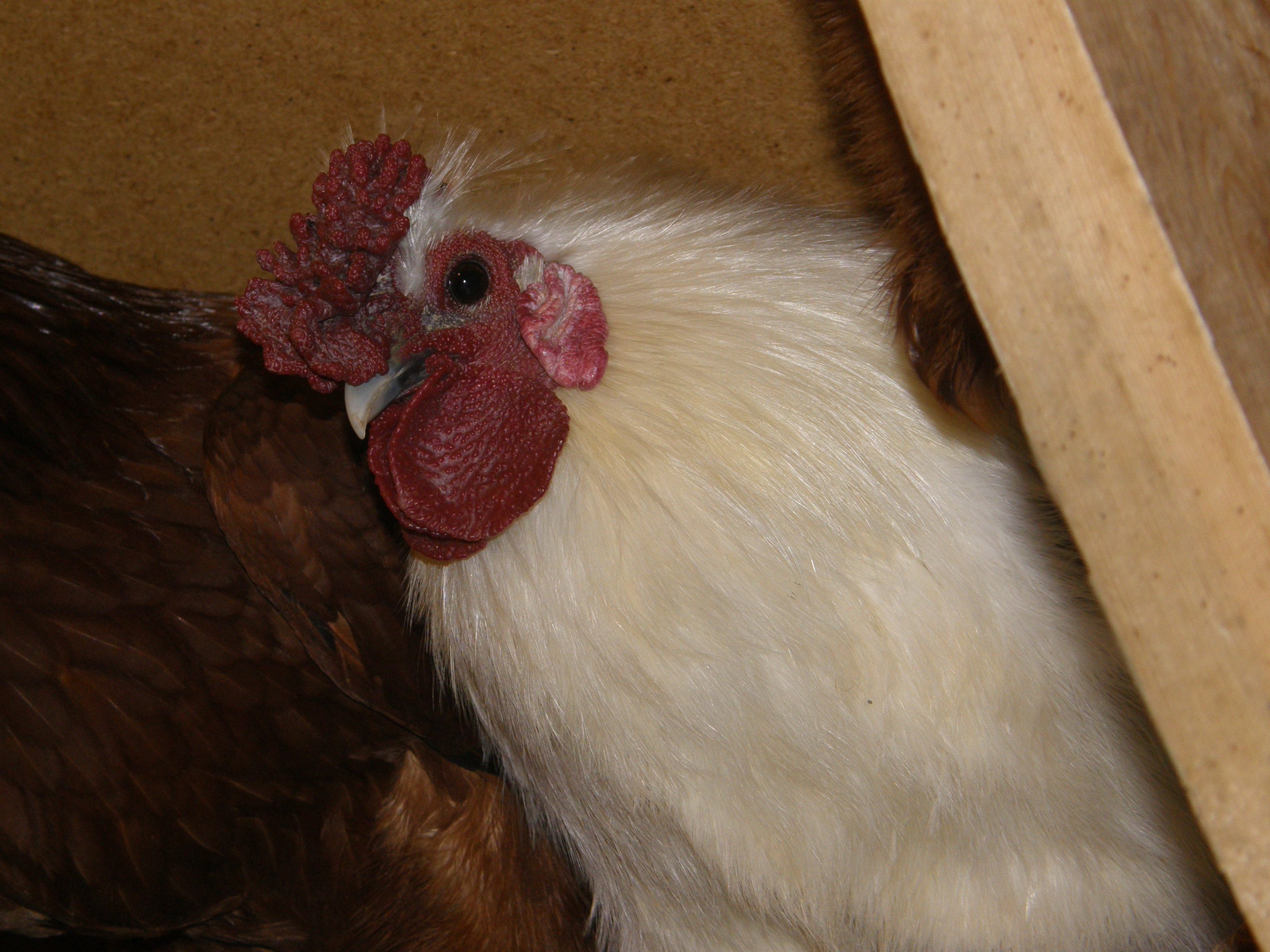 Napoleon looking down from roost.