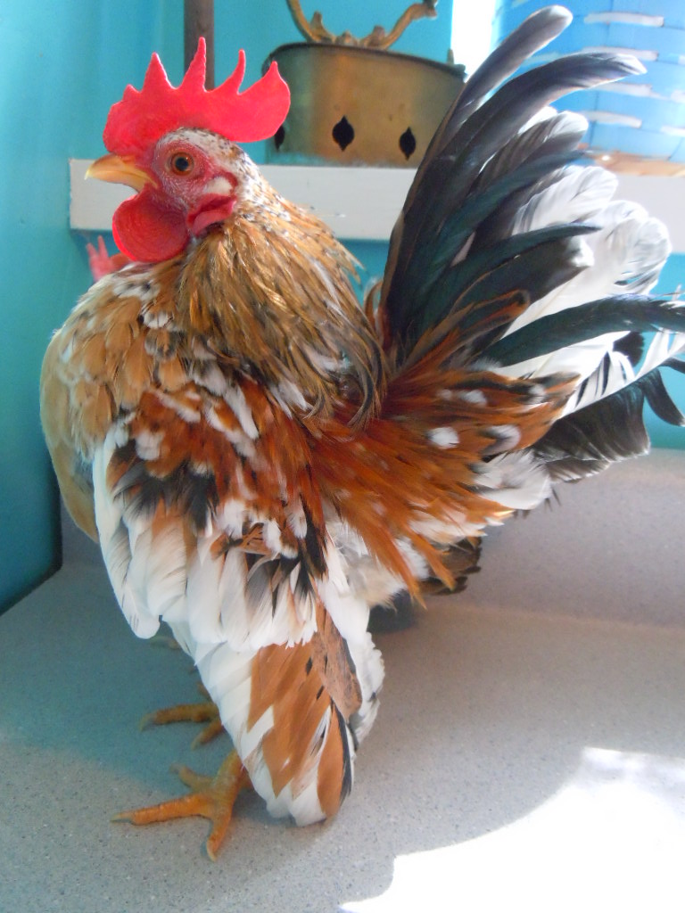 Napoleon - my one stop shopping boy!  He throws smooth, silkied, frizzled and silkied frizzles!