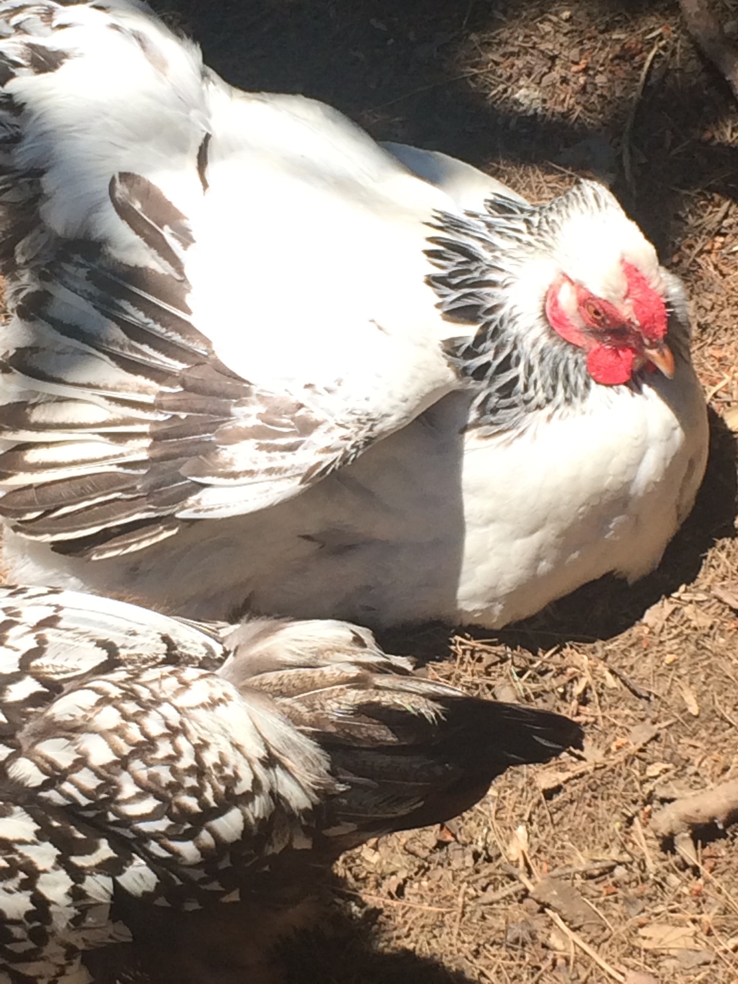 Napping in the sun