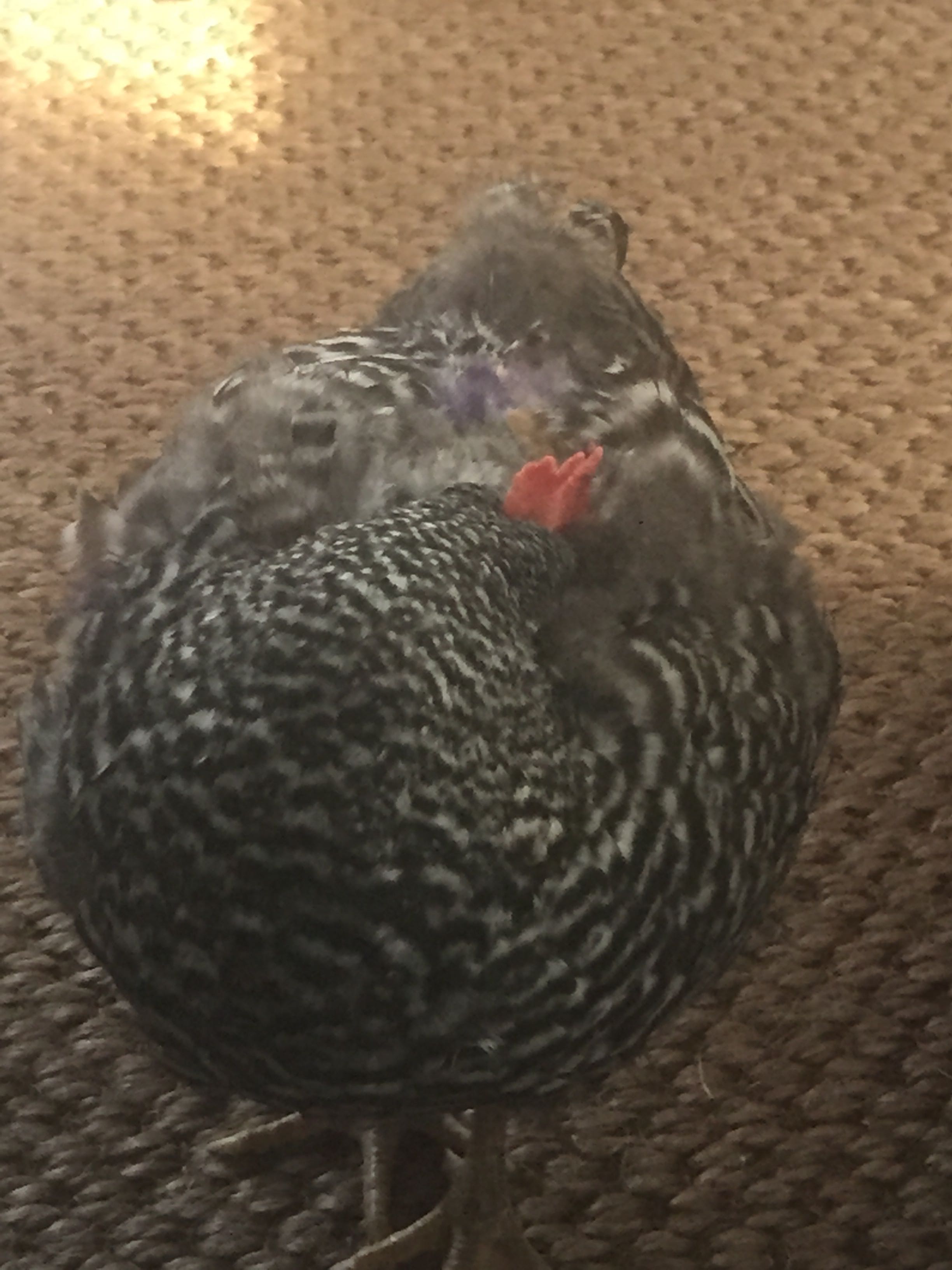 Napping on the rug in the den.