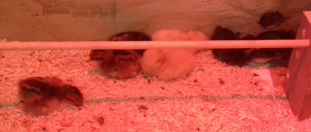 Naptime in the breeder box