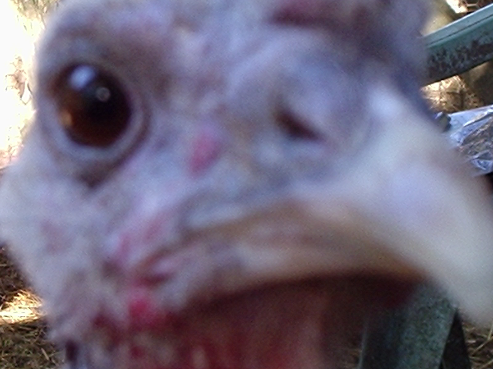 Narragansett mama keeps an eye on *everything*