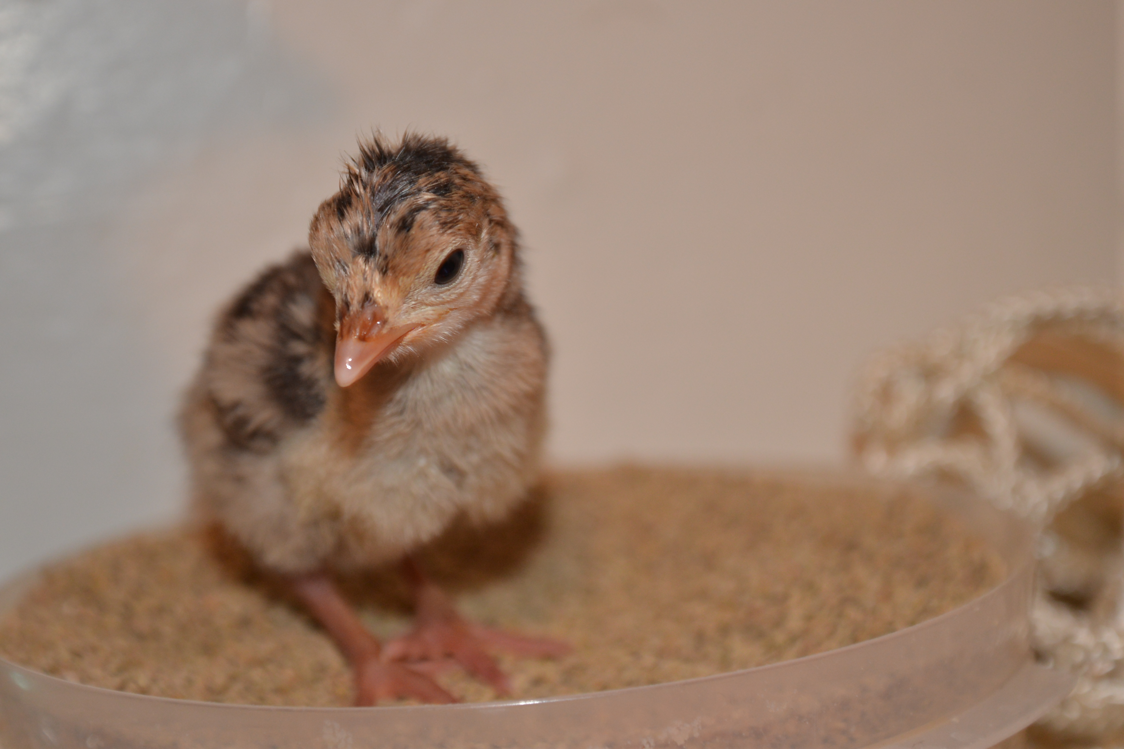 Narragansett poult at 4 days