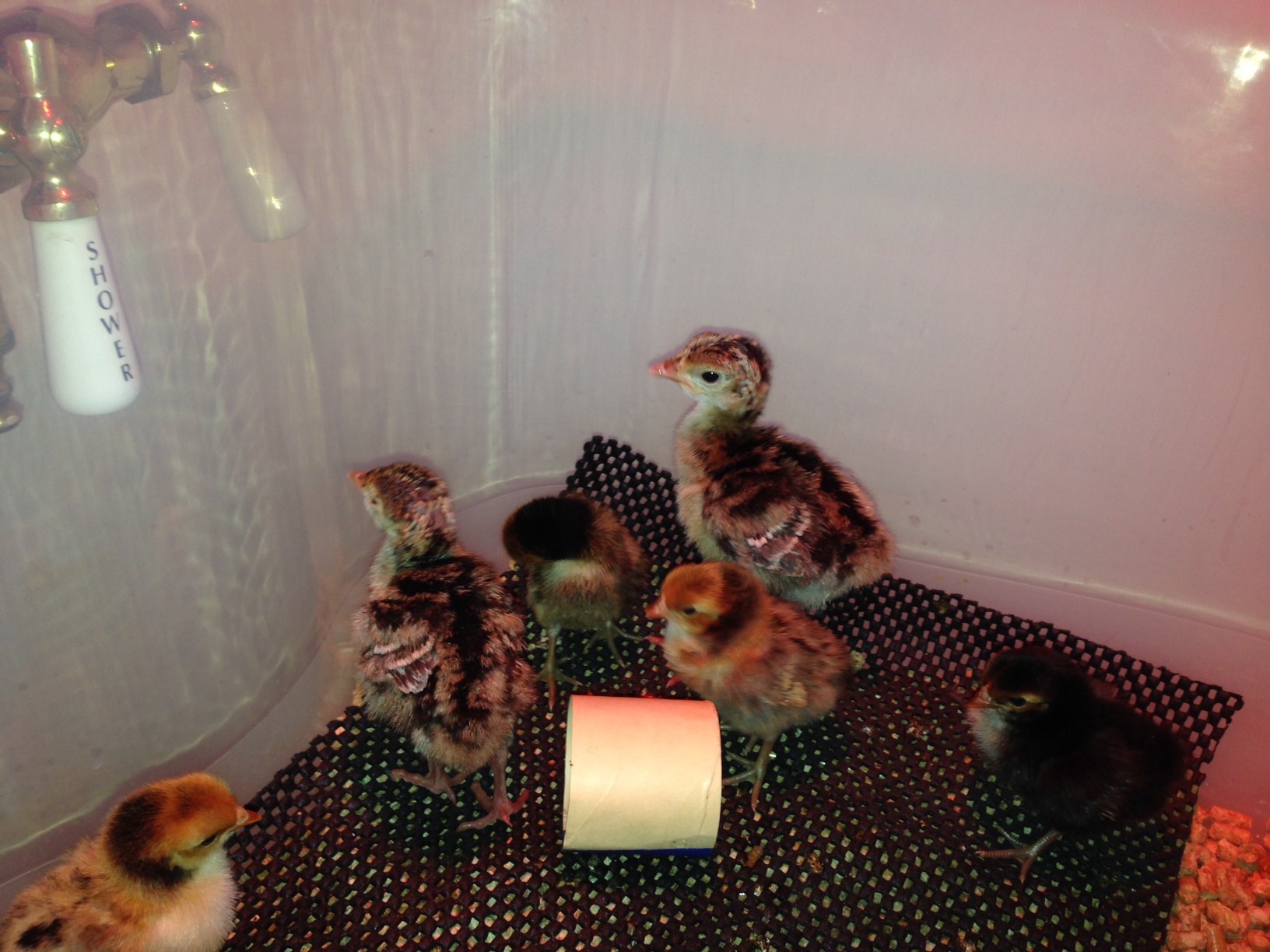 Narragansett poults and bantam chicks at 4 days