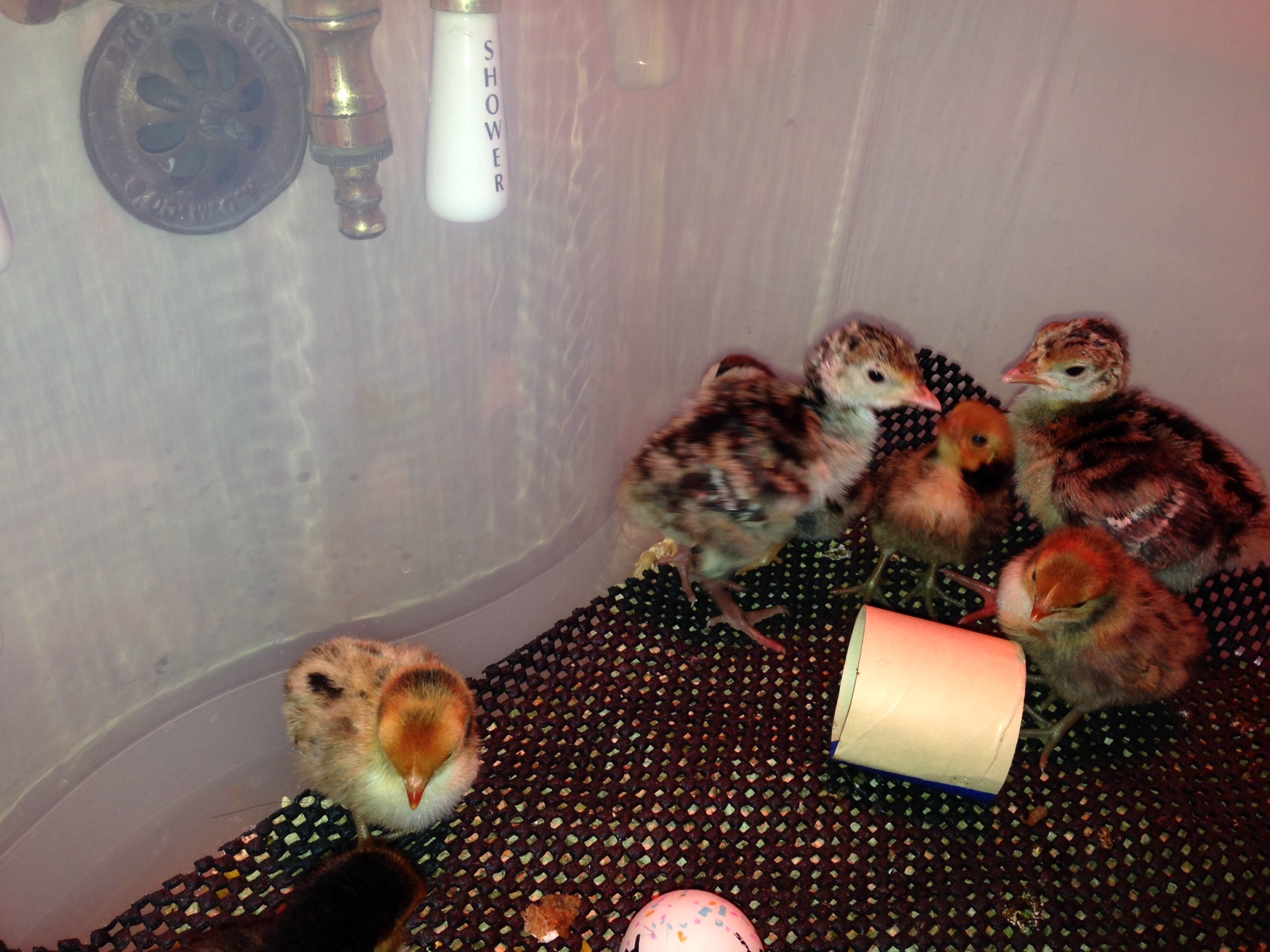 Narragansett poults and bantam chicks at 4 days