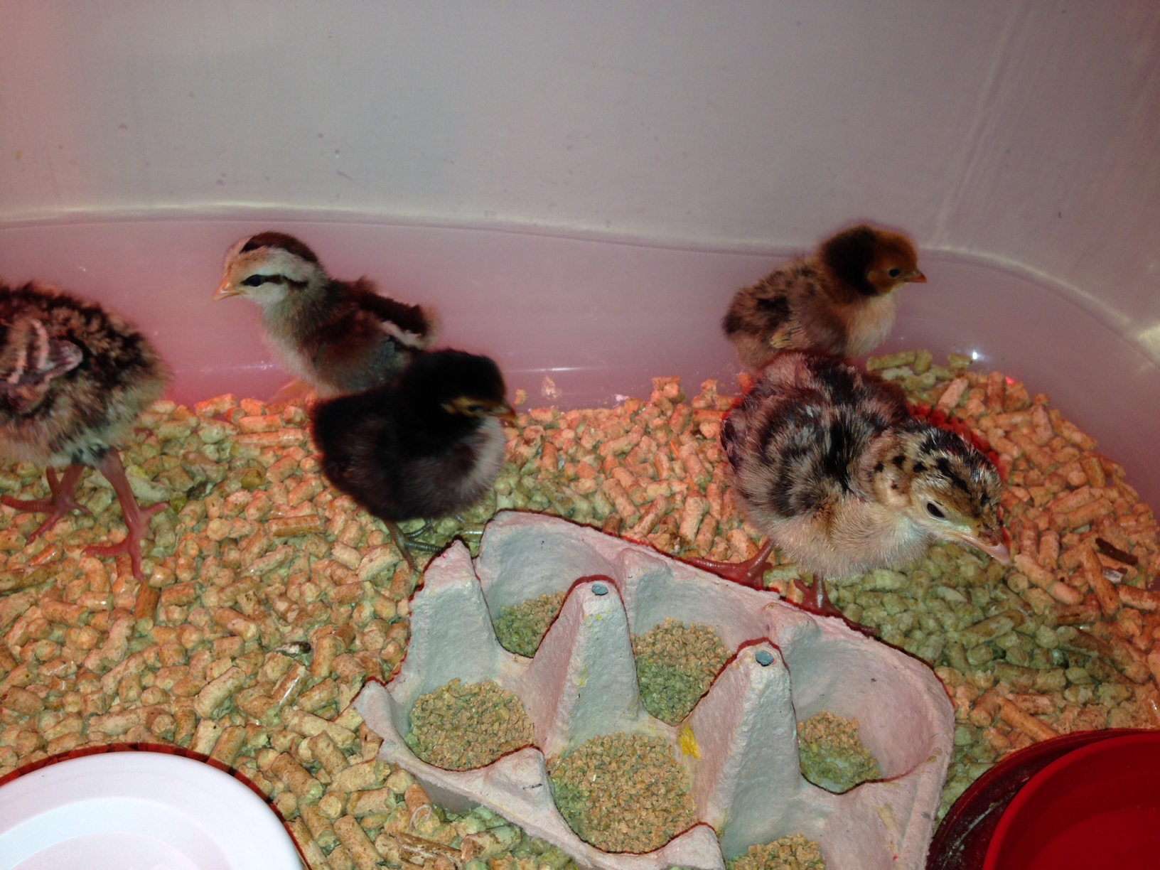 Narragansett poults and bantam chicks at 4 days