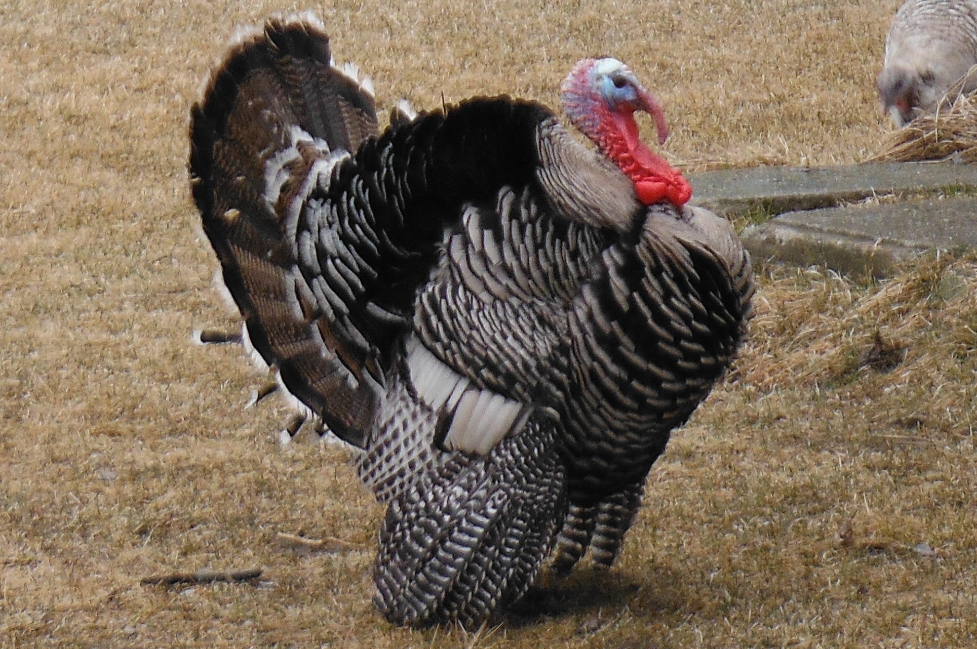 narragansett tom "nomi"
