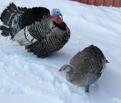 narri pair