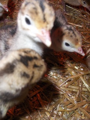 narri poults
