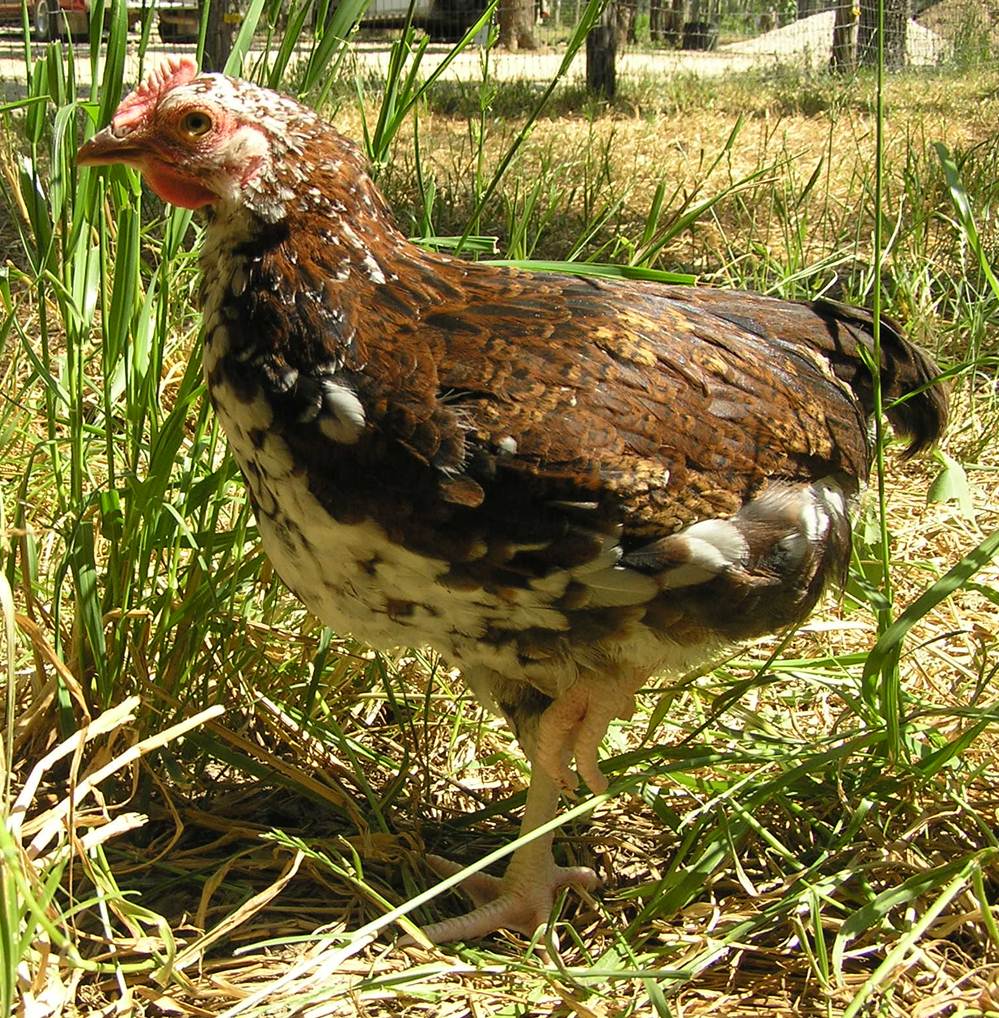 Narrow, upright and 'gamey' type bird