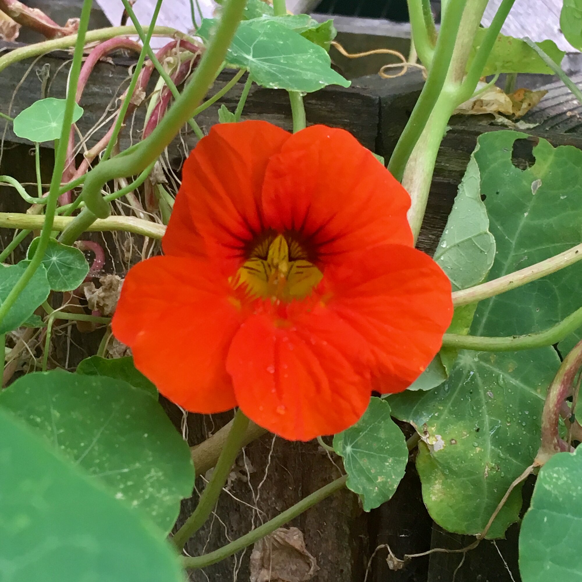 Nasturtium flower