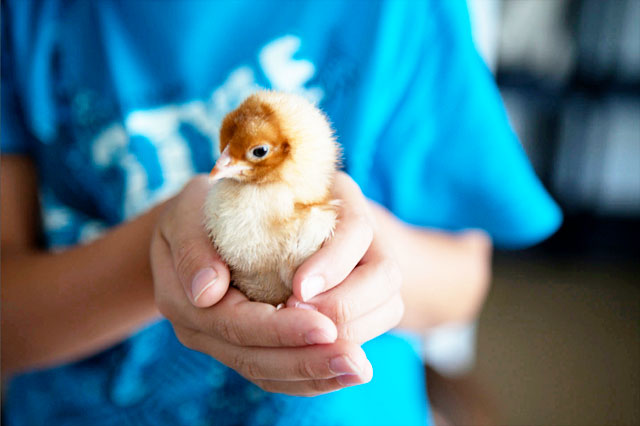 Nathan with Baby Chick.