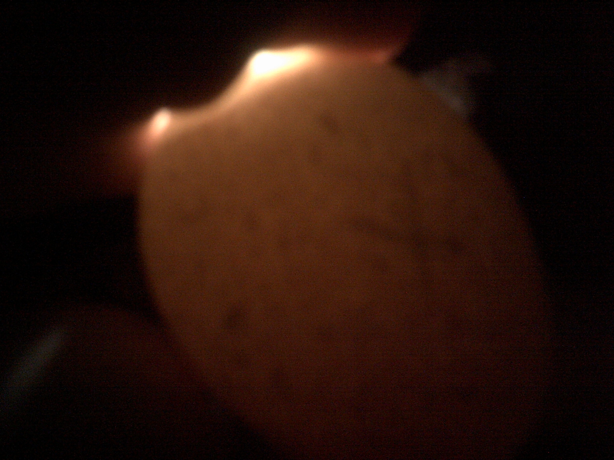 natt turkey eggs