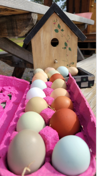 Natural Egg Photo Contest—16th Annual 1.png
