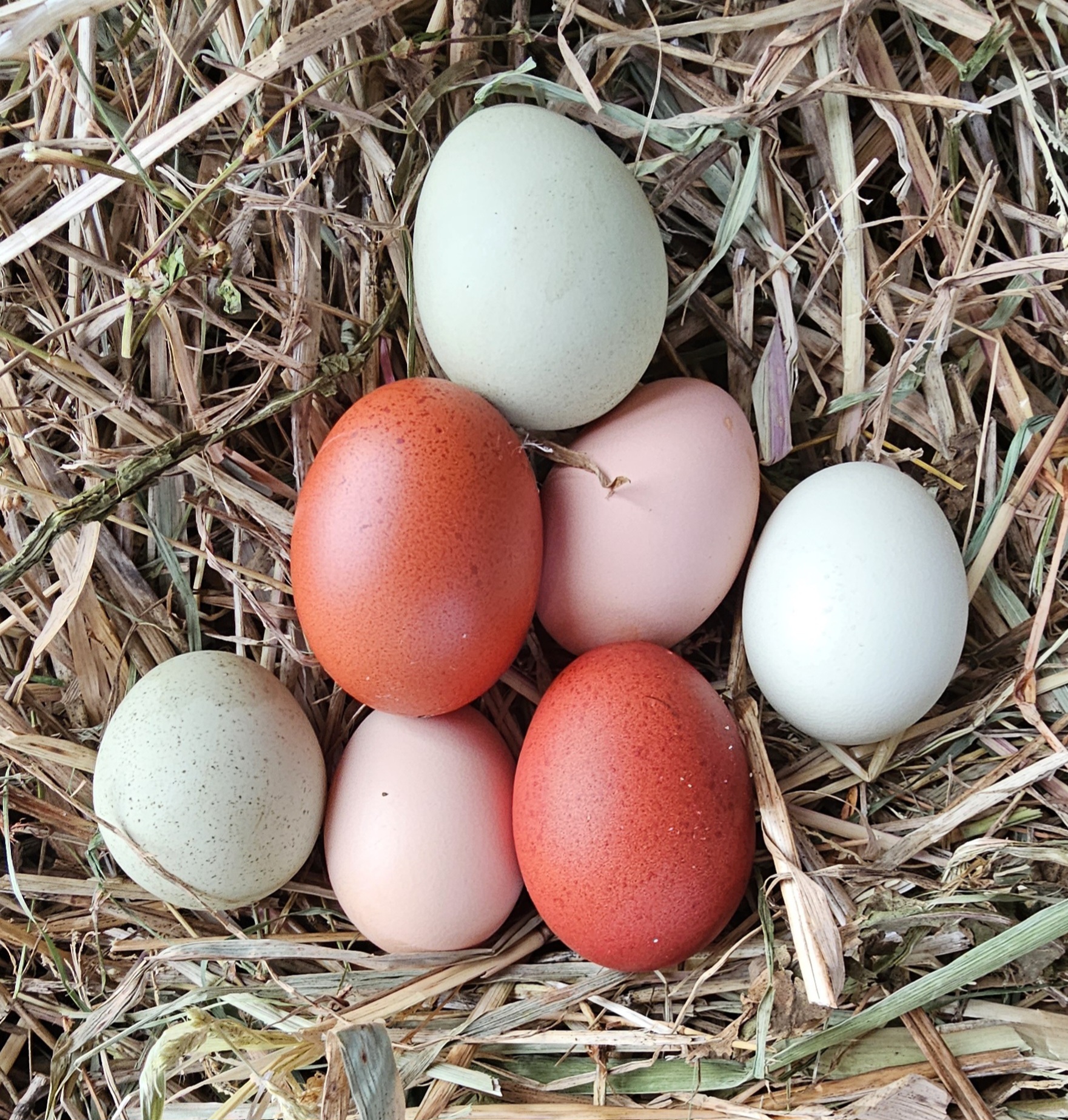 Natural Egg Photo Contest—16th Annual 10.jpg