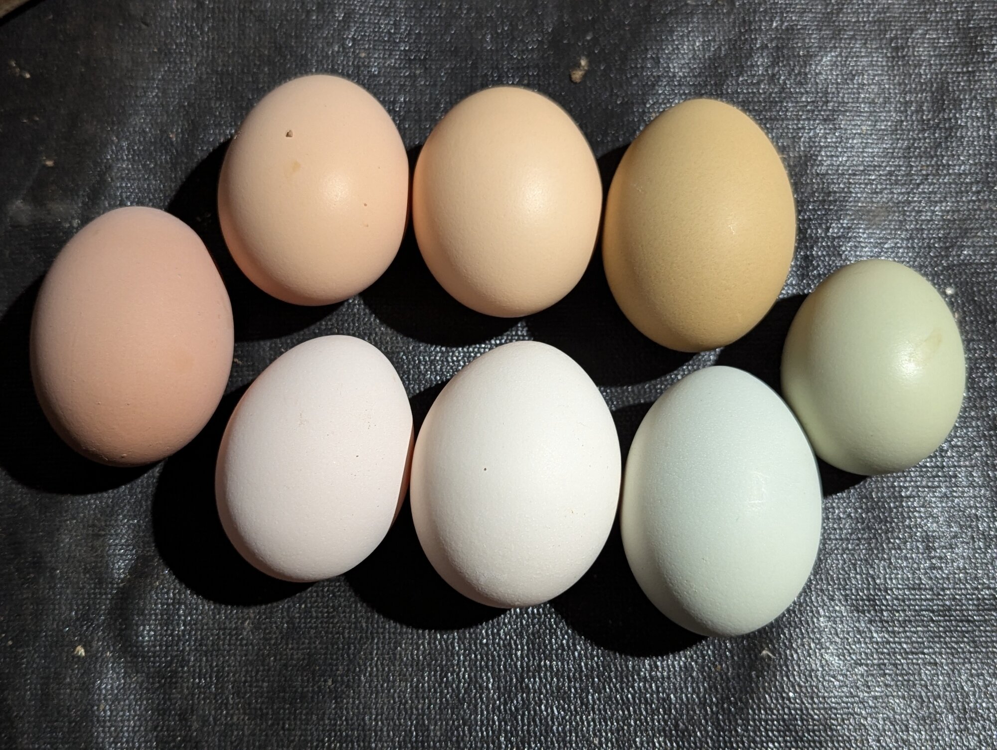Natural Egg Photo Contest—16th Annual 100.jpg