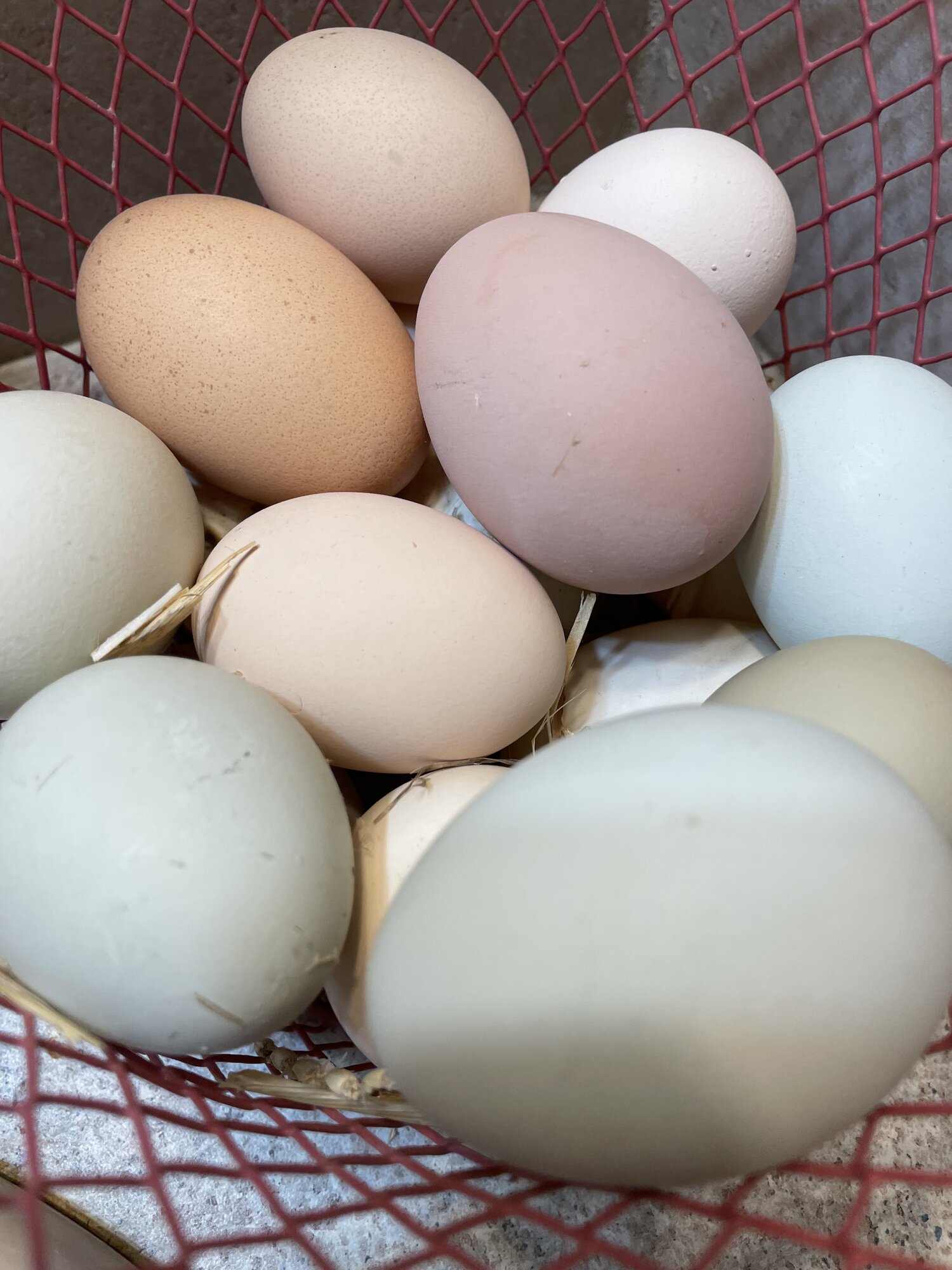 Natural Egg Photo Contest—16th Annual 103.jpg