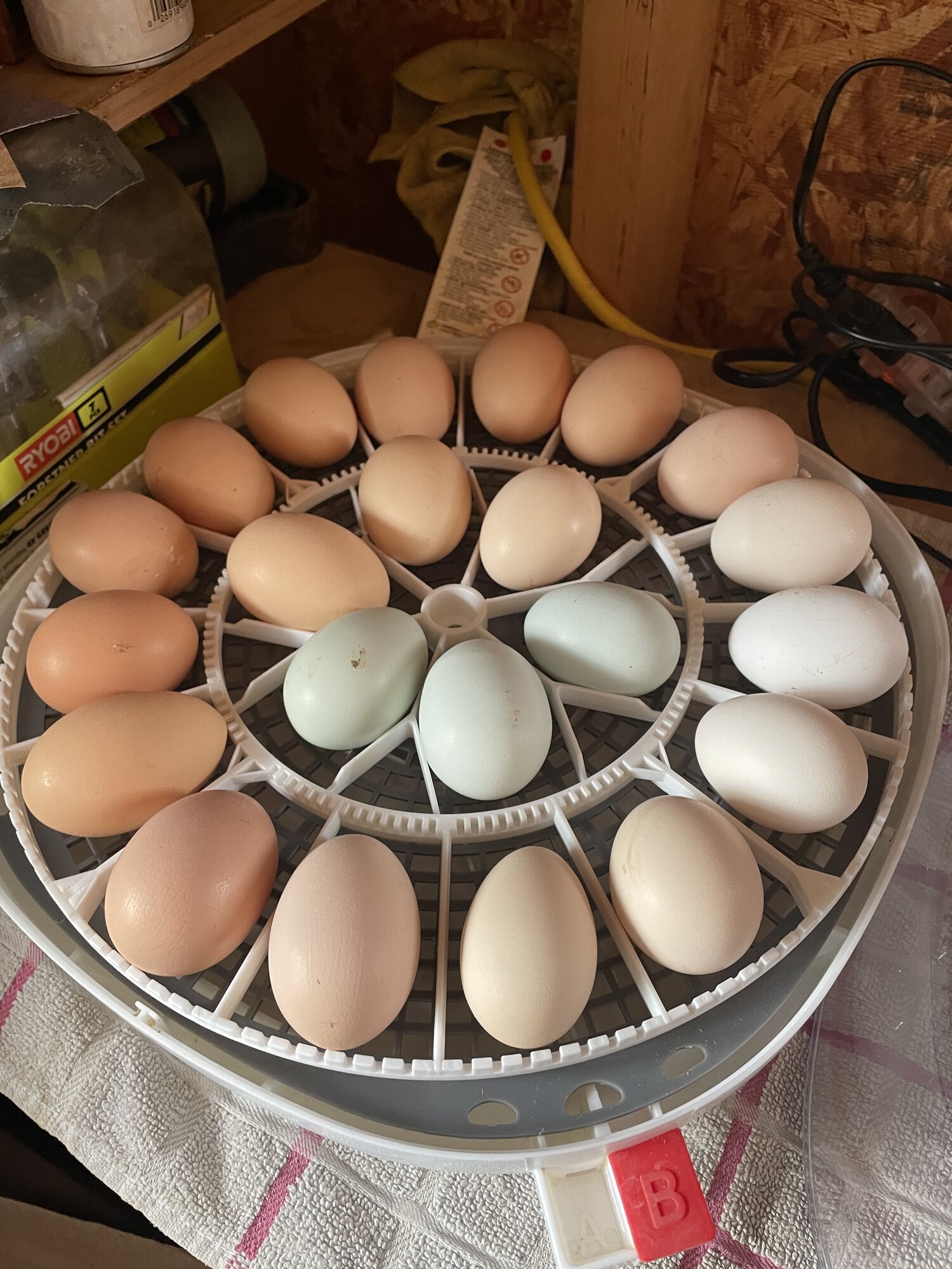 Natural Egg Photo Contest—16th Annual 104.jpg