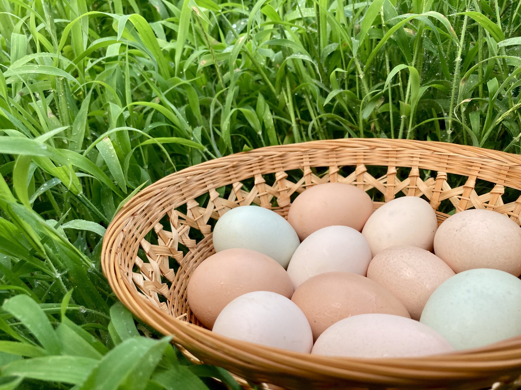 Natural Egg Photo Contest—16th Annual 108.jpg