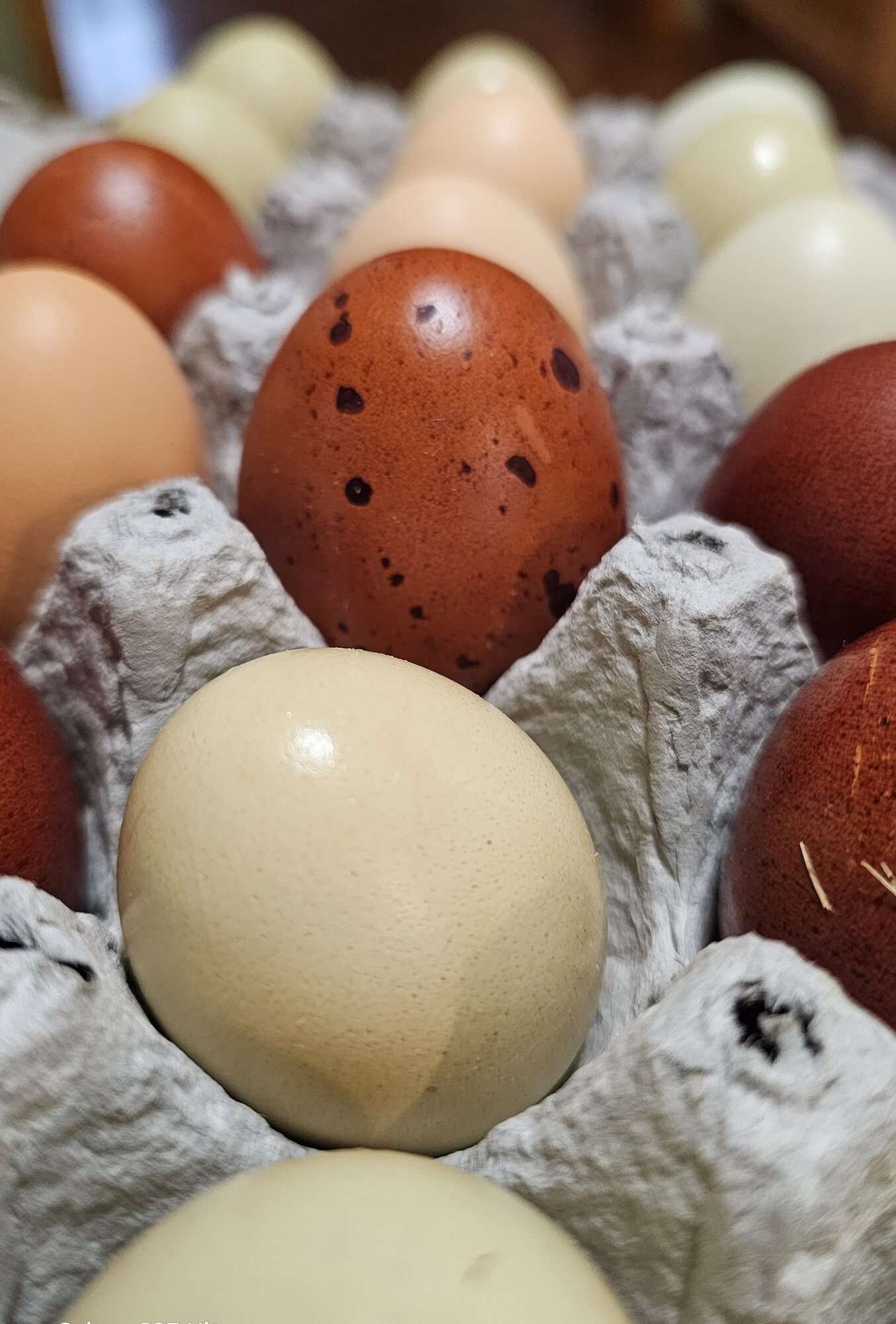 Natural Egg Photo Contest—16th Annual 11.jpg