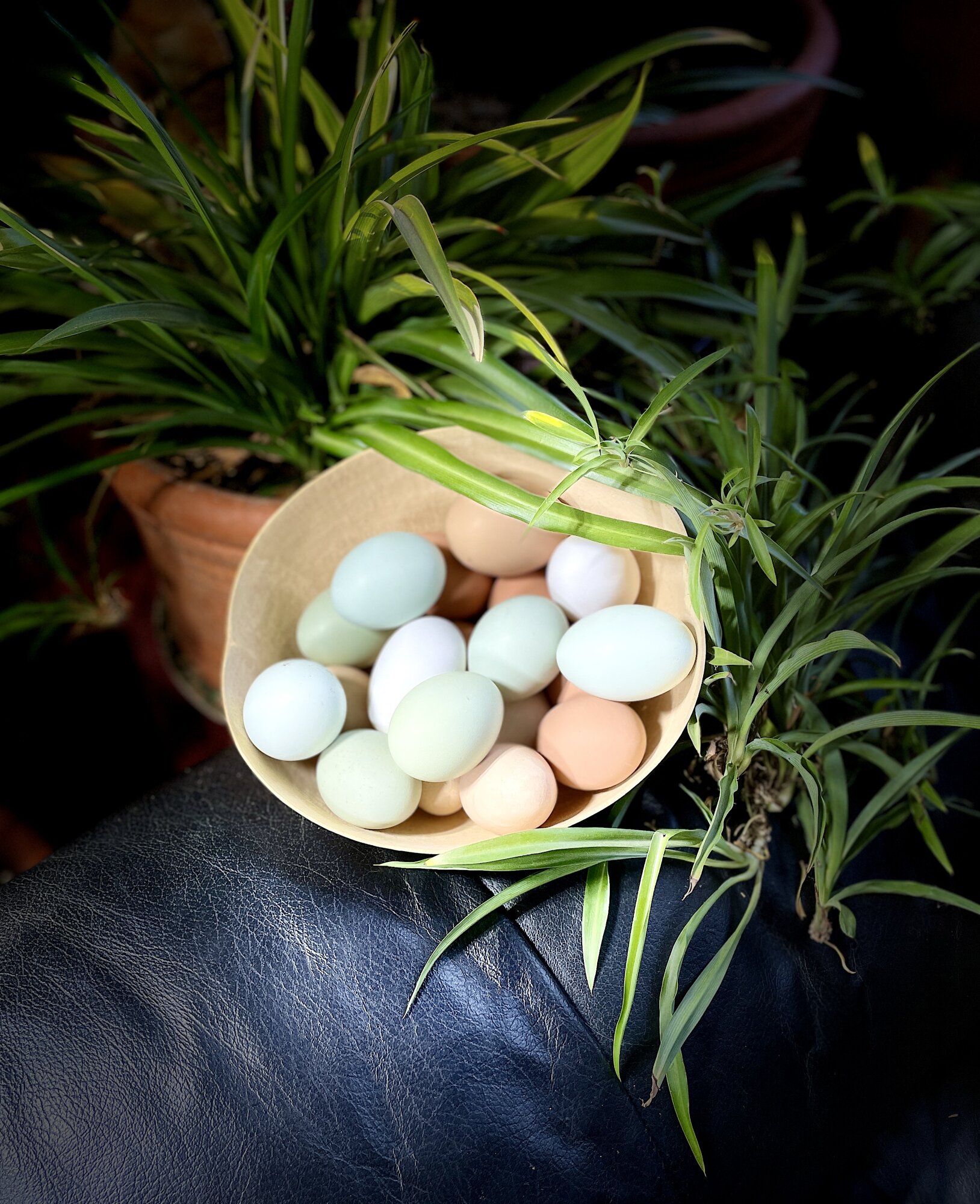 Natural Egg Photo Contest—16th Annual 14.jpg