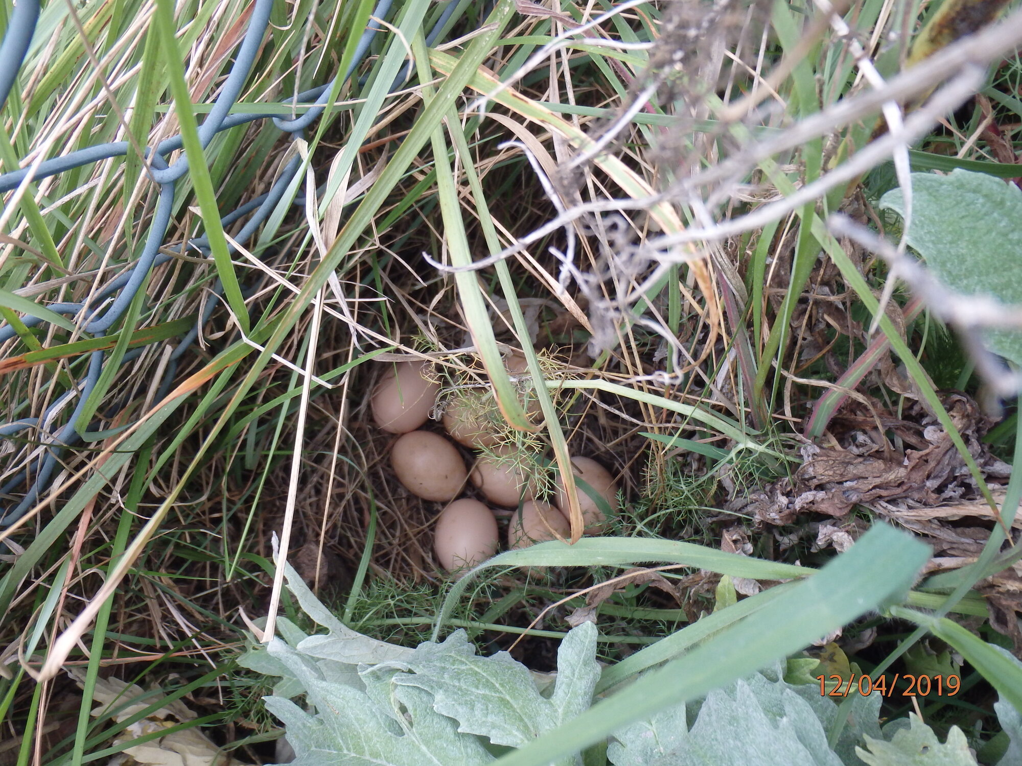 Natural Egg Photo Contest—16th Annual 16.jpg