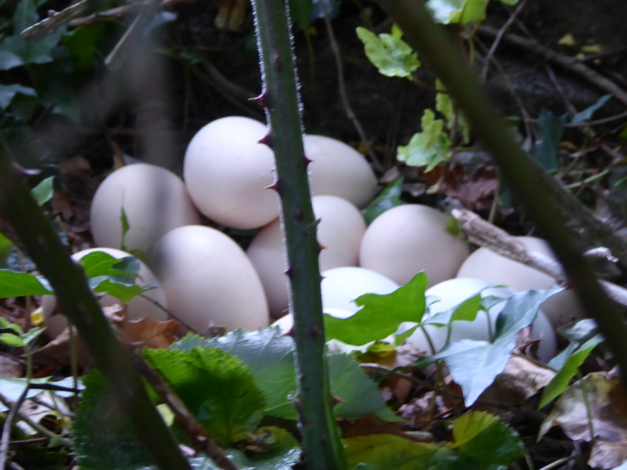 Natural Egg Photo Contest—16th Annual 17.jpg