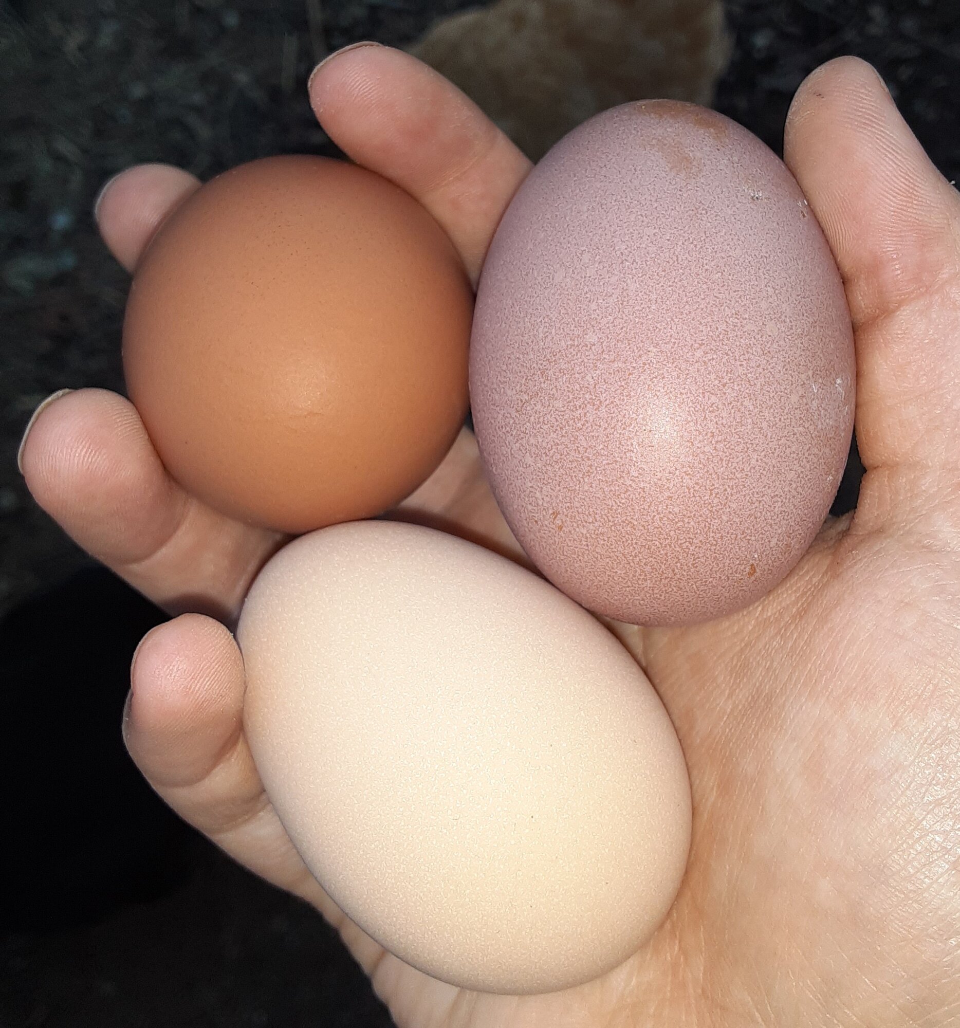 Natural Egg Photo Contest—16th Annual 19.jpg