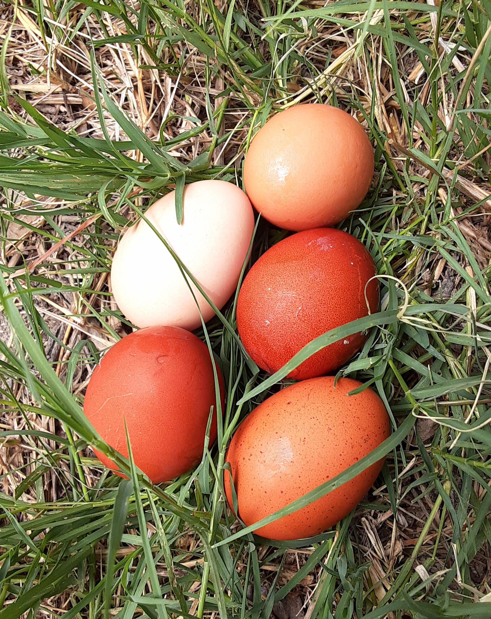 Natural Egg Photo Contest—16th Annual 21.jpg