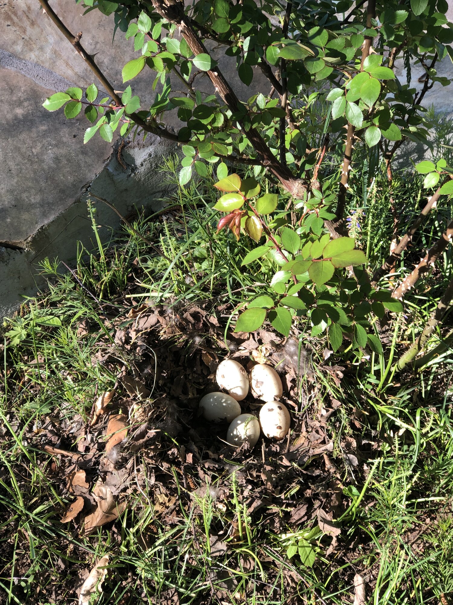 Natural Egg Photo Contest—16th Annual 23.jpg