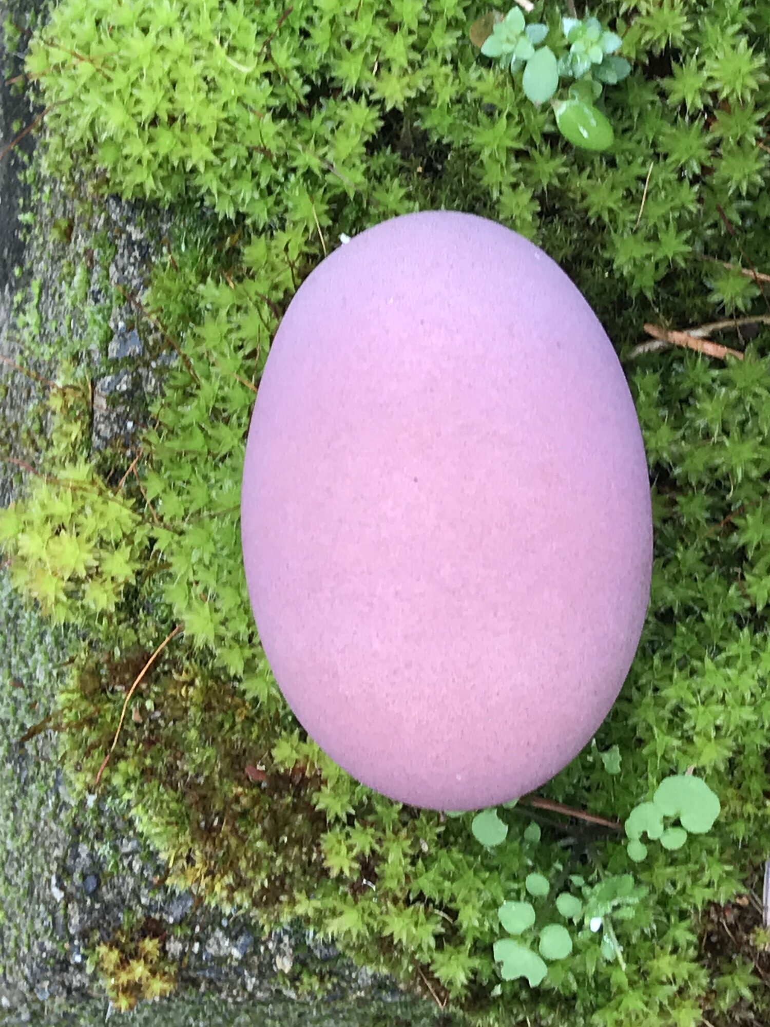 Natural Egg Photo Contest—16th Annual 24.jpg