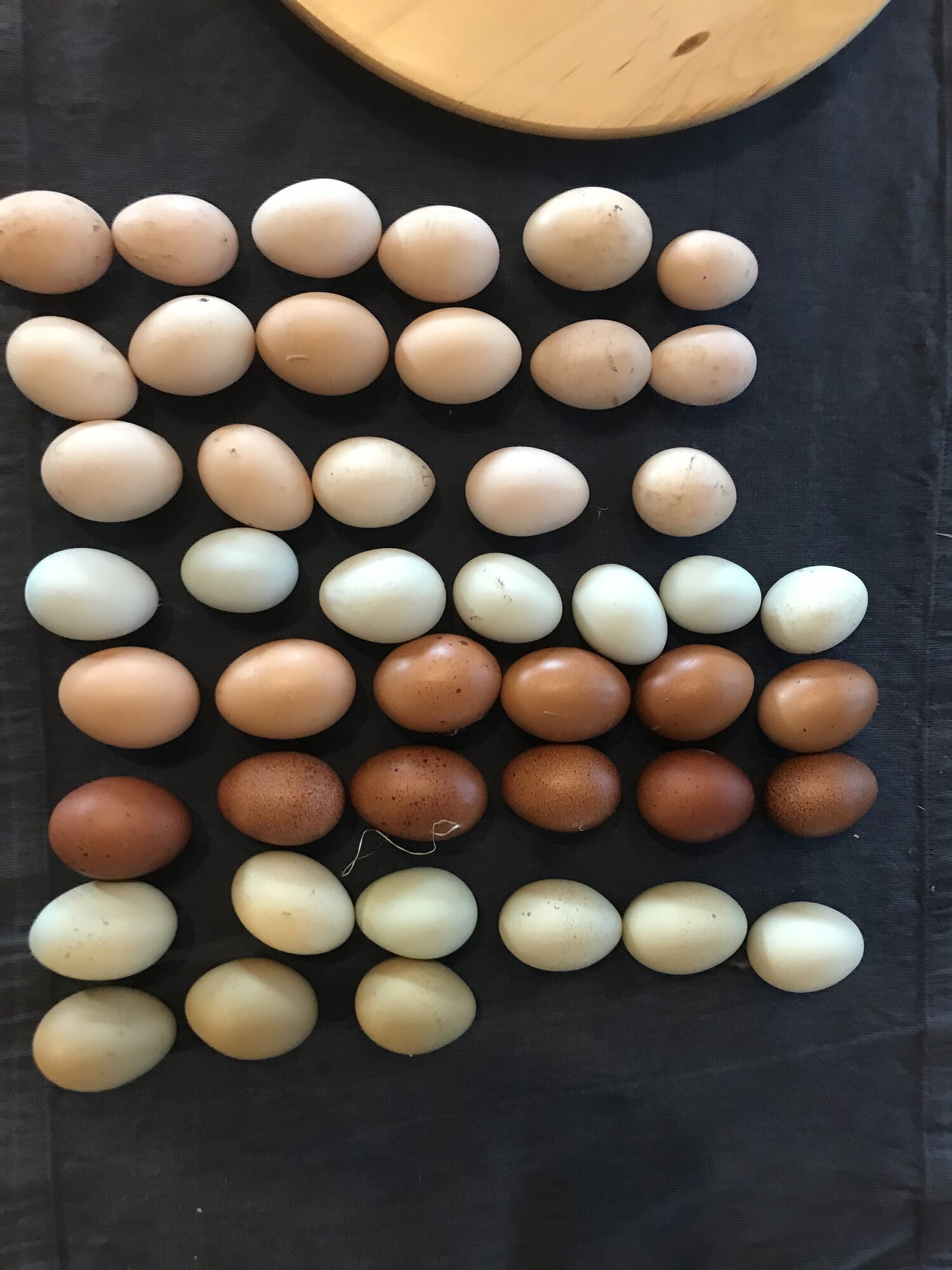 Natural Egg Photo Contest—16th Annual 25.jpg
