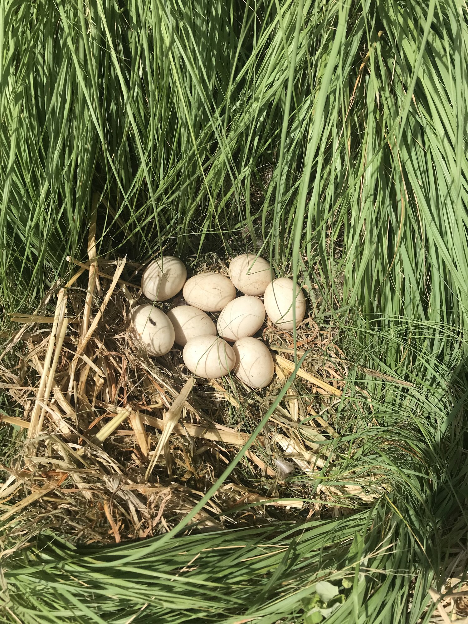 Natural Egg Photo Contest—16th Annual 26.jpg