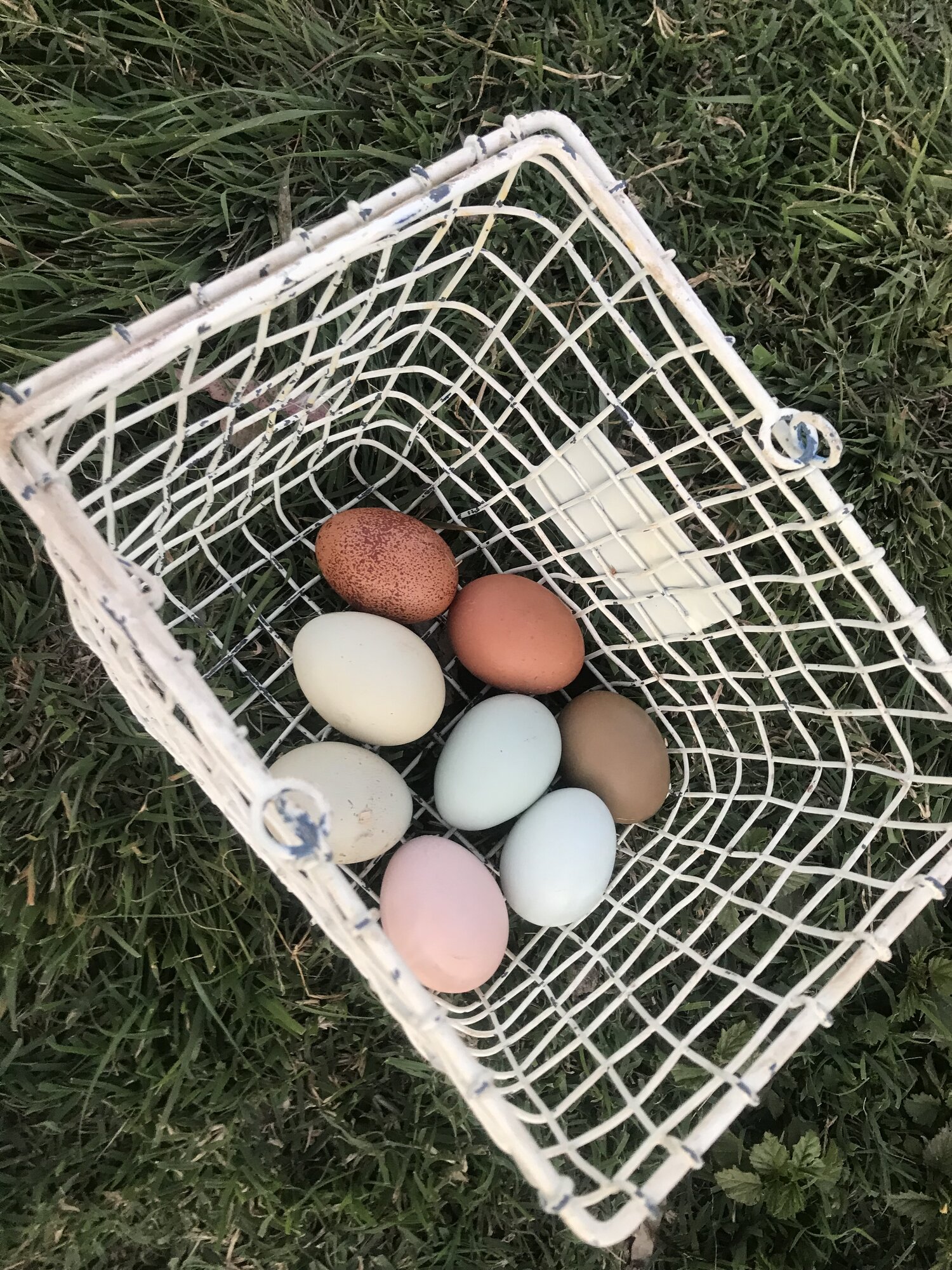 Natural Egg Photo Contest—16th Annual 27.jpg