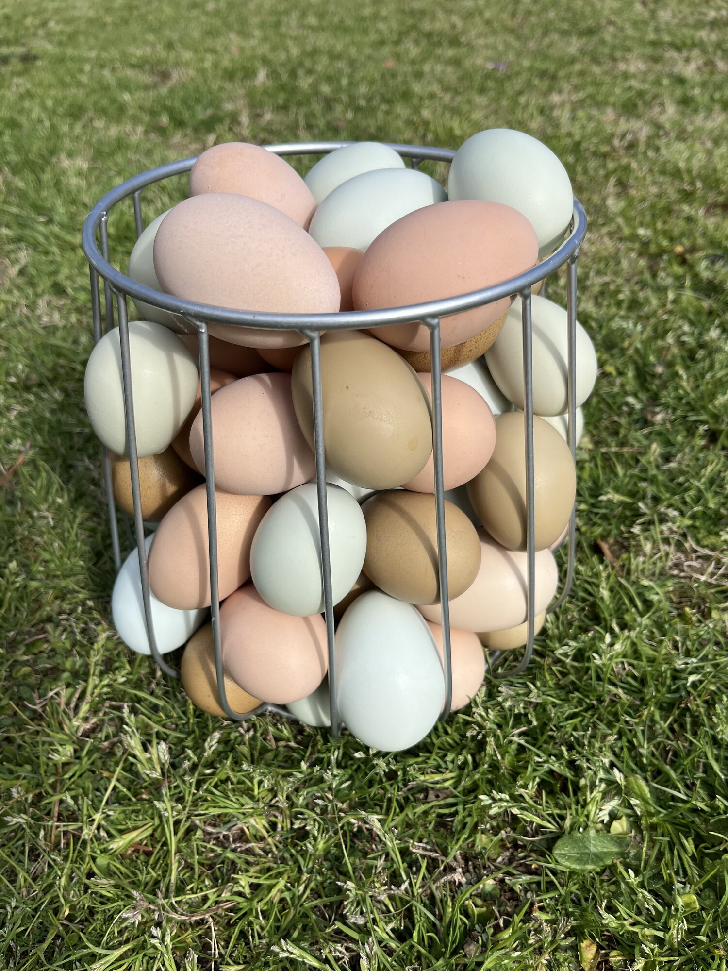 Natural Egg Photo Contest—16th Annual 29.jpg