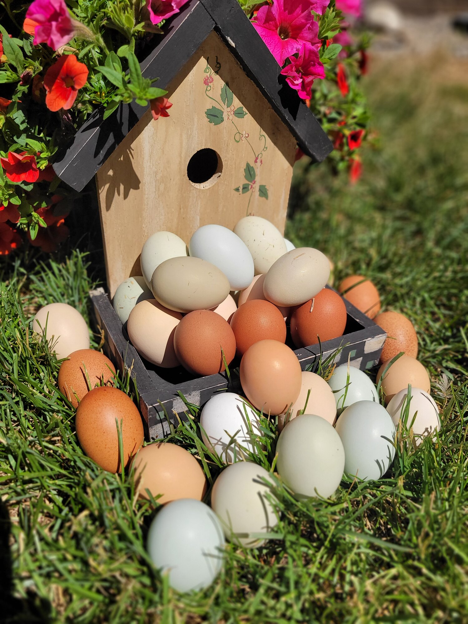 Natural Egg Photo Contest—16th Annual 3.jpg