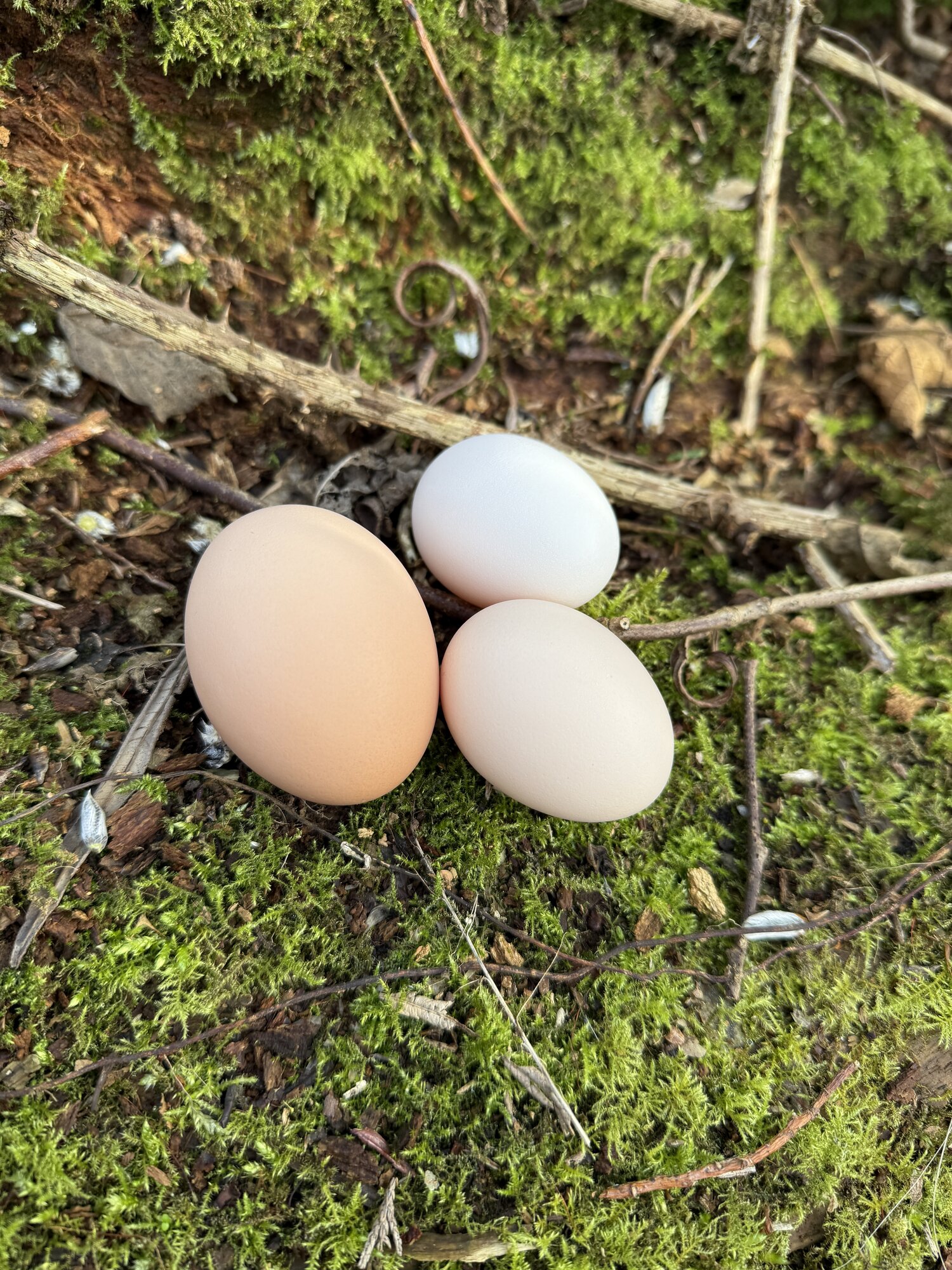 Natural Egg Photo Contest—16th Annual 31.jpg