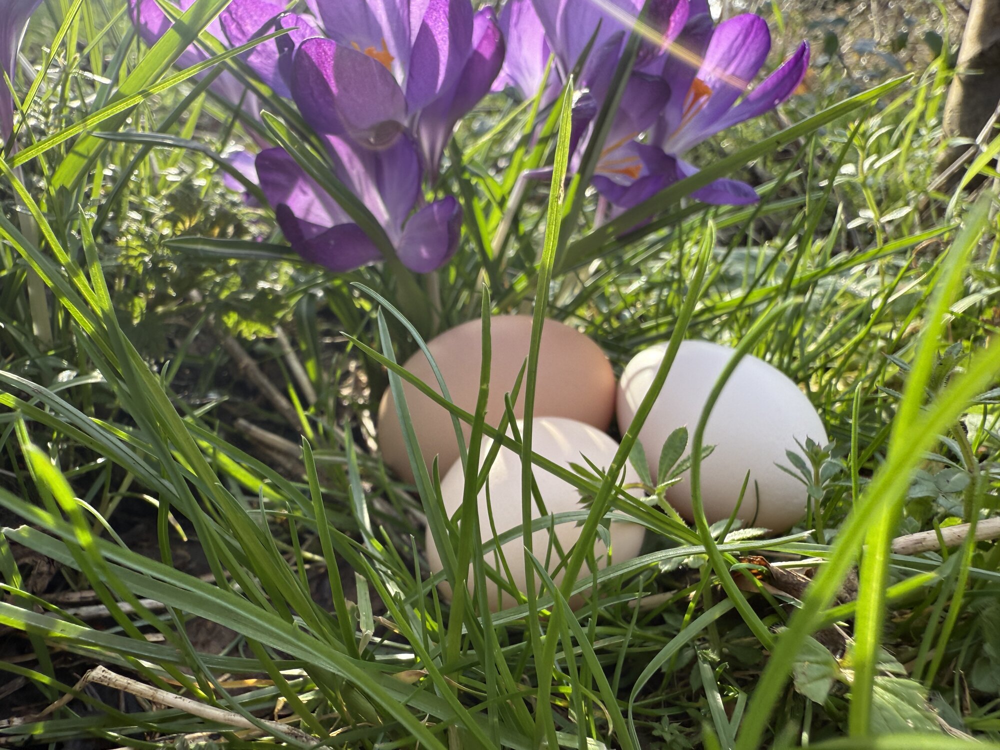 Natural Egg Photo Contest—16th Annual 32.jpg