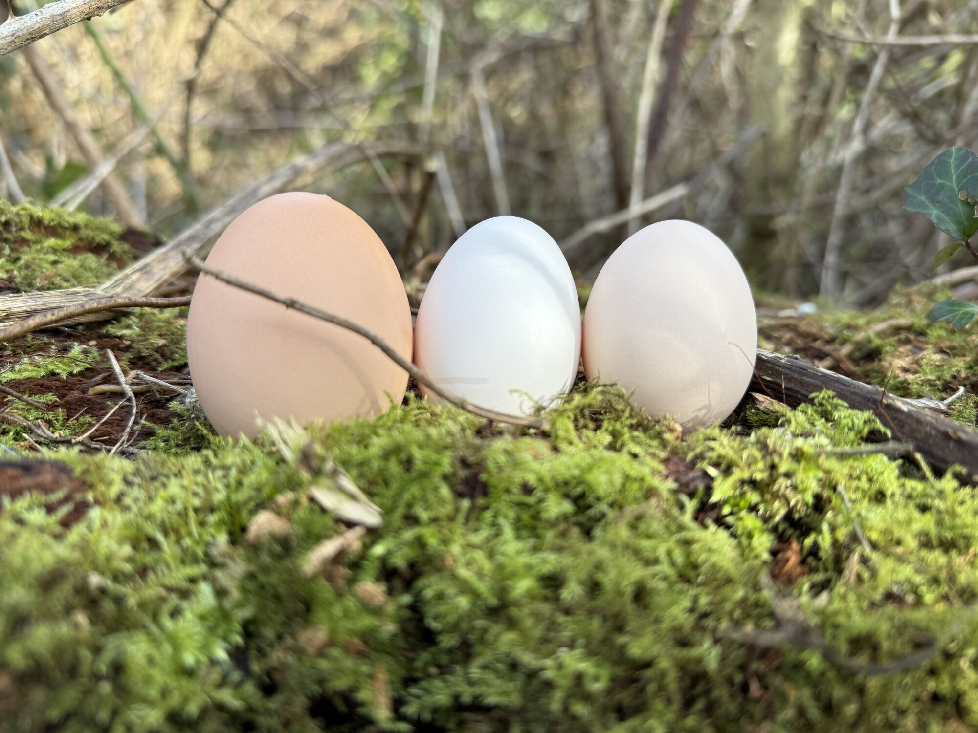 Natural Egg Photo Contest—16th Annual 33.jpg