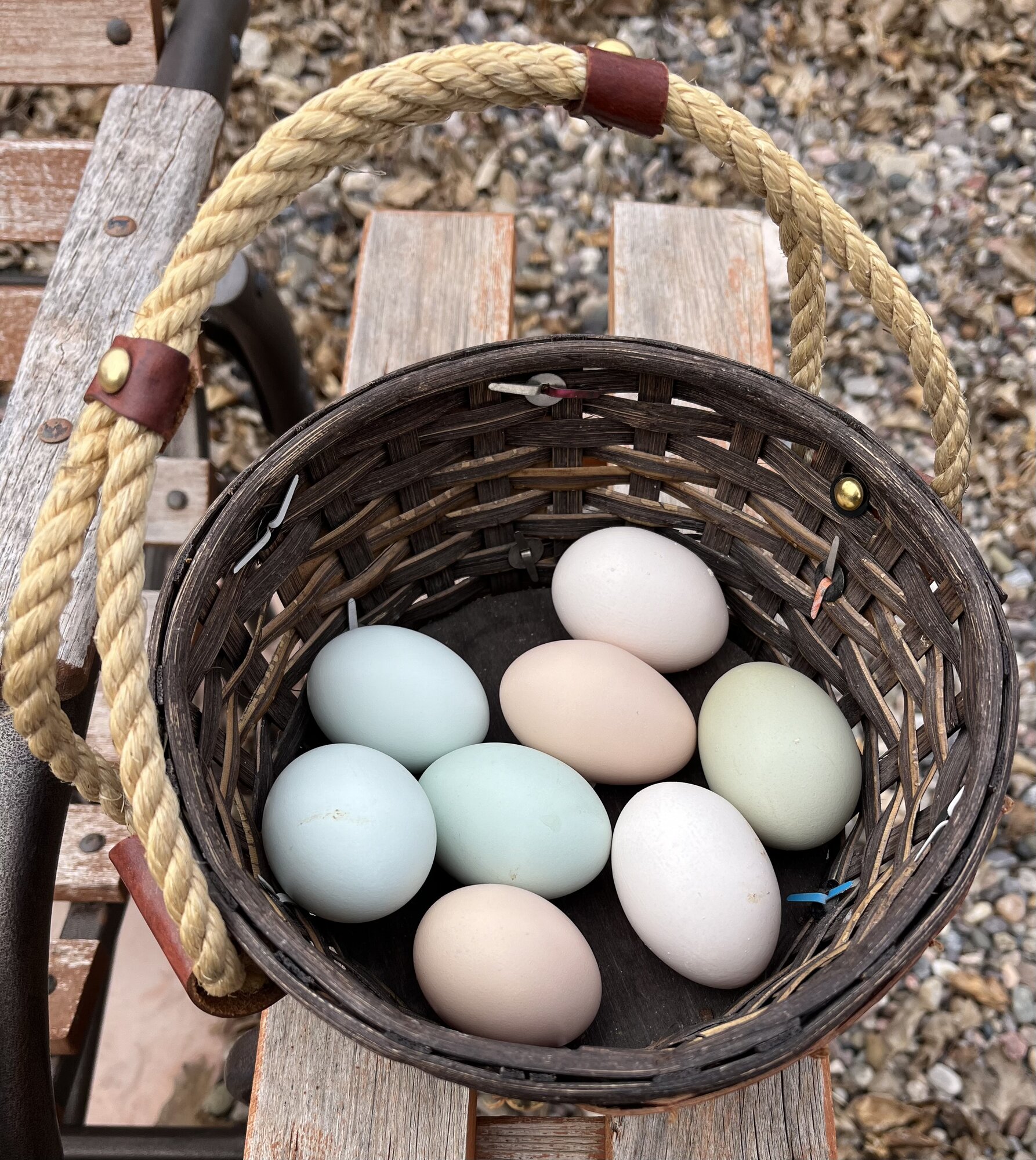 Natural Egg Photo Contest—16th Annual 34.jpg